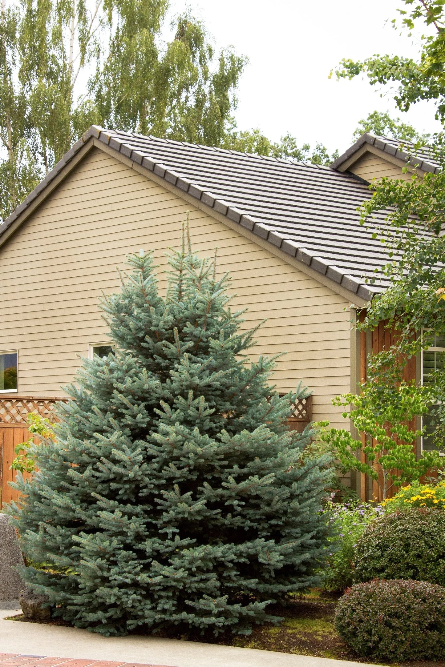 Picea Pungens 'fat Albert' - View 10 from www redcrocus com