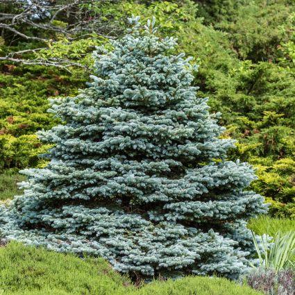 Picea Pungens 'fat Albert' - View 11 from www redcrocus com