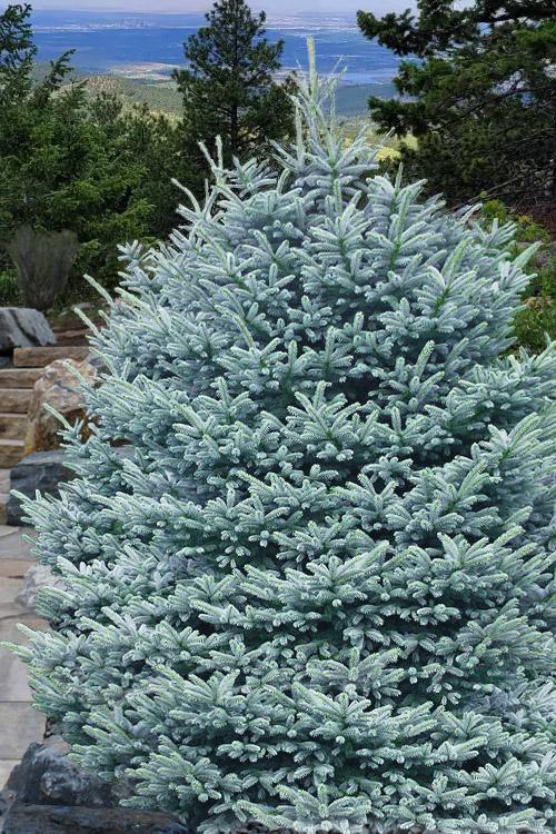 Picea Pungens 'fat Albert' - View 13 from www redcrocus com
