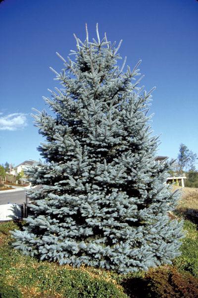 Picea Pungens 'fat Albert' - View 14 from www redcrocus com