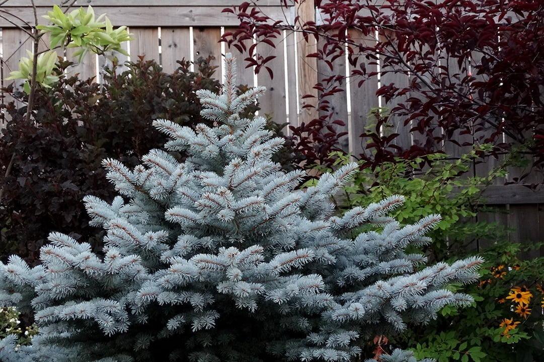 Picea Pungens 'fat Albert' - View 15 from www redcrocus com