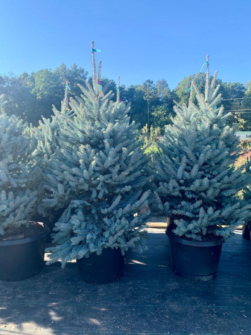 Picea Pungens 'fat Albert' - View 17 from www redcrocus com