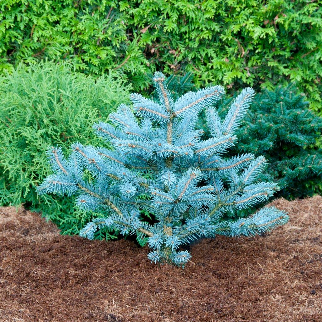 Picea Pungens 'fat Albert' - View 18 from www redcrocus com