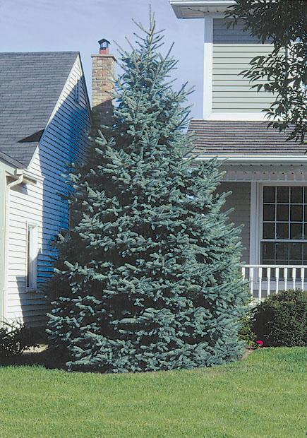 Picea Pungens 'fat Albert' - View 20 from www redcrocus com
