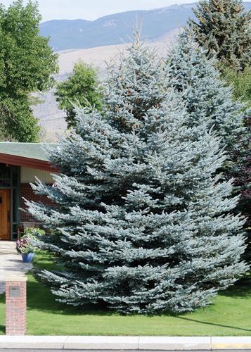 Picea Pungens 'fat Albert' - View 6 from www redcrocus com