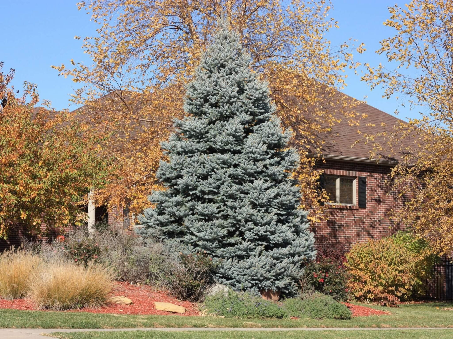 Picea Pungens 'fat Albert' - View 7 from www redcrocus com