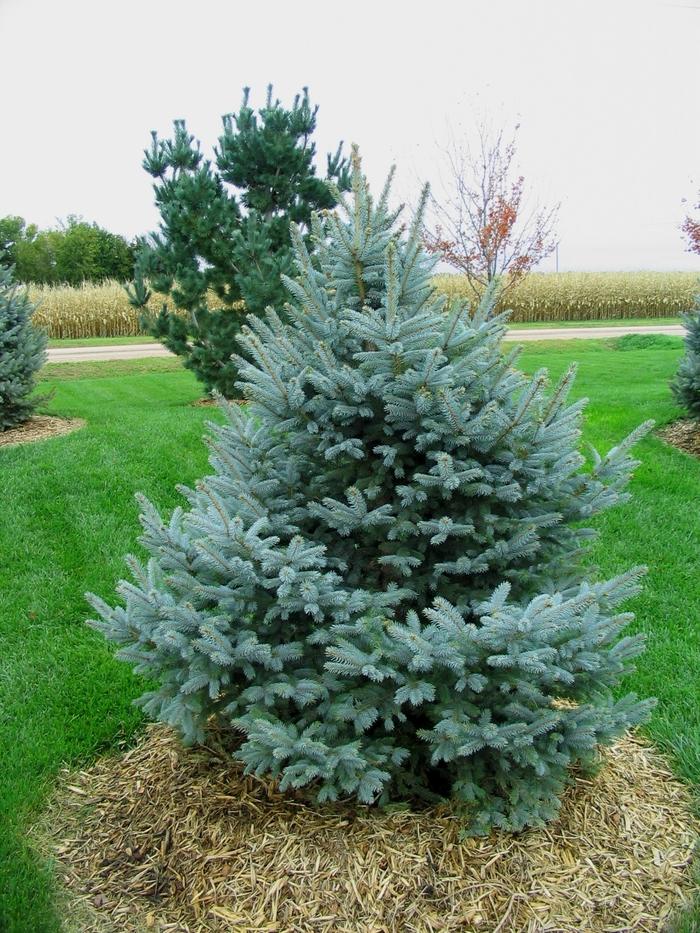 Picea Pungens 'fat Albert' - View 9 from www redcrocus com