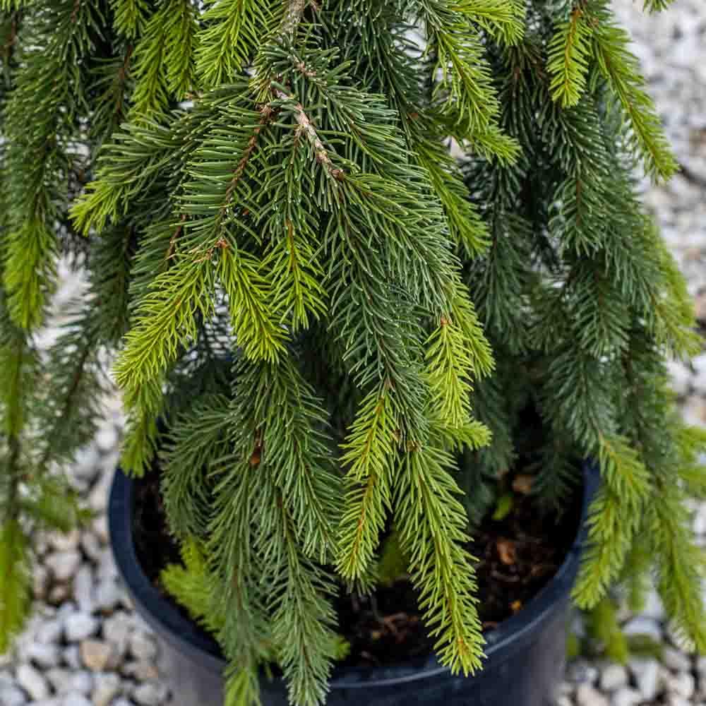 Picea Abies Pendula - View 11 from www redcrocus com