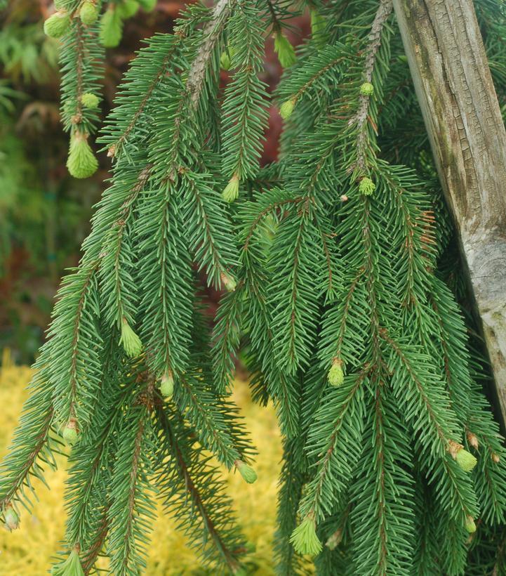 Picea Abies Pendula - View 14 from www redcrocus com