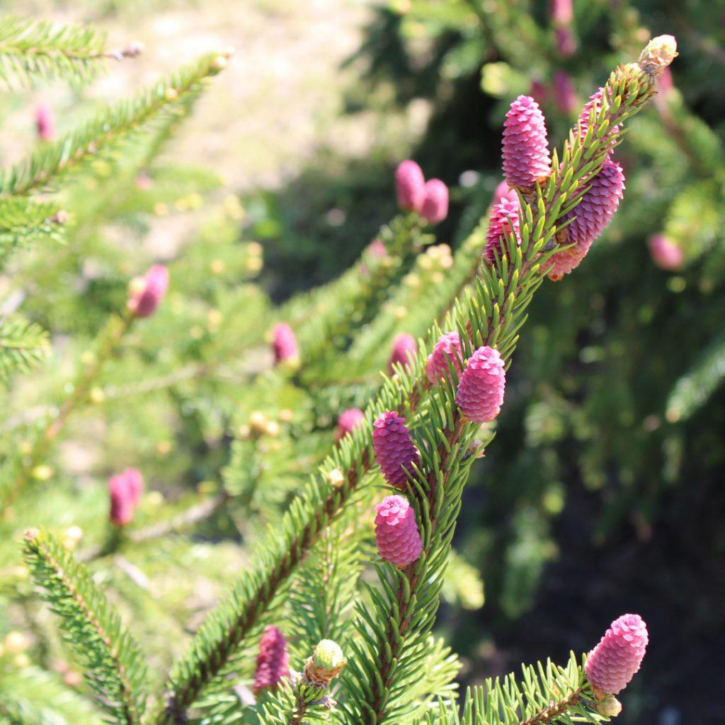 Picea Abies Pendula - View 20 from www redcrocus com