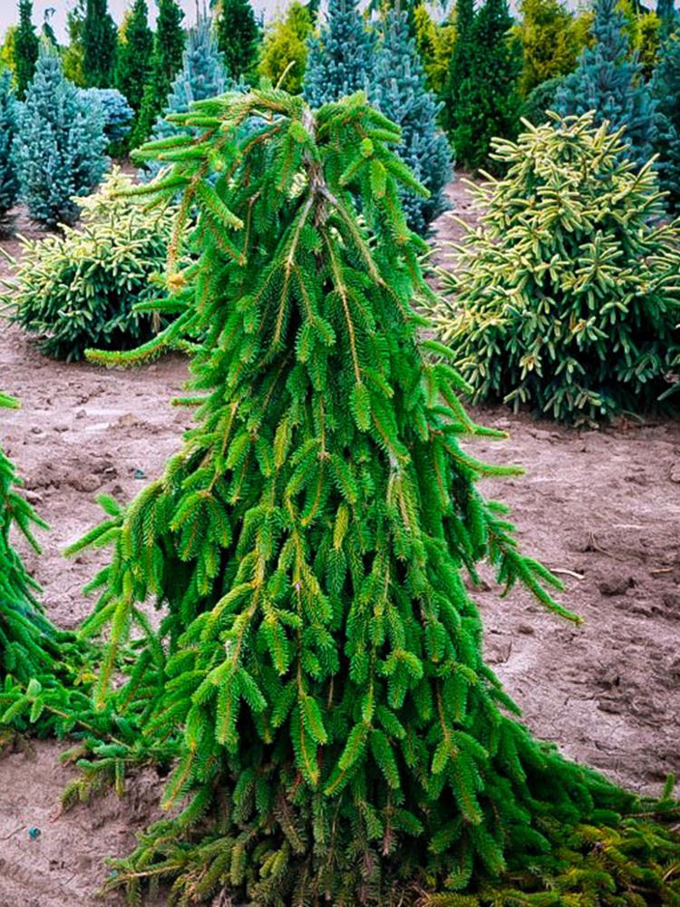 Picea Abies Pendula - View 2 from www redcrocus com