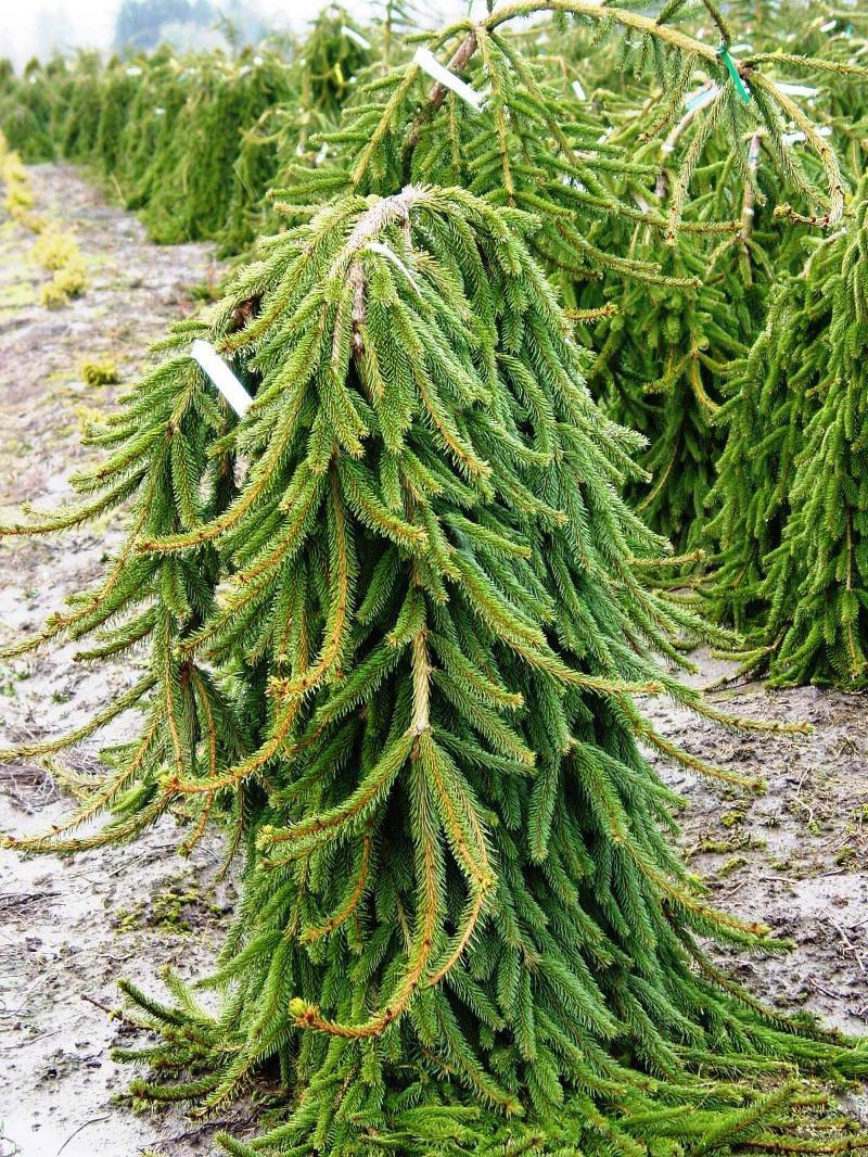 Picea Abies Pendula - View 3 from www redcrocus com