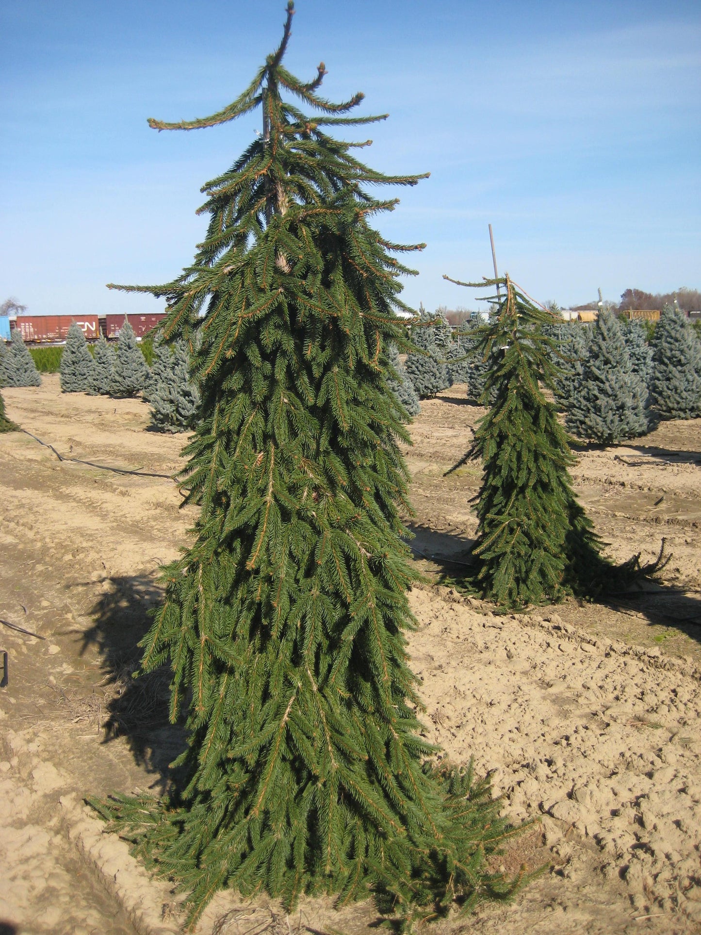 Picea Abies Pendula - View 4 from www redcrocus com