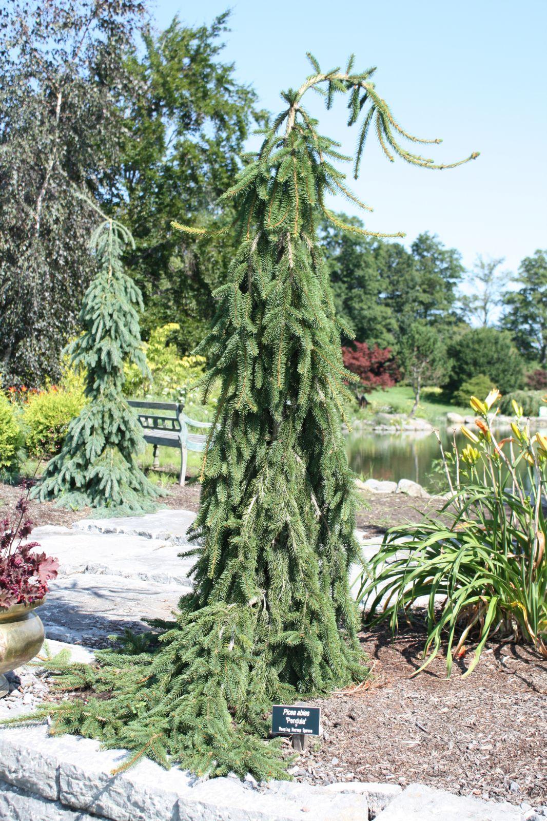 Picea Abies Pendula - View 7 from www redcrocus com