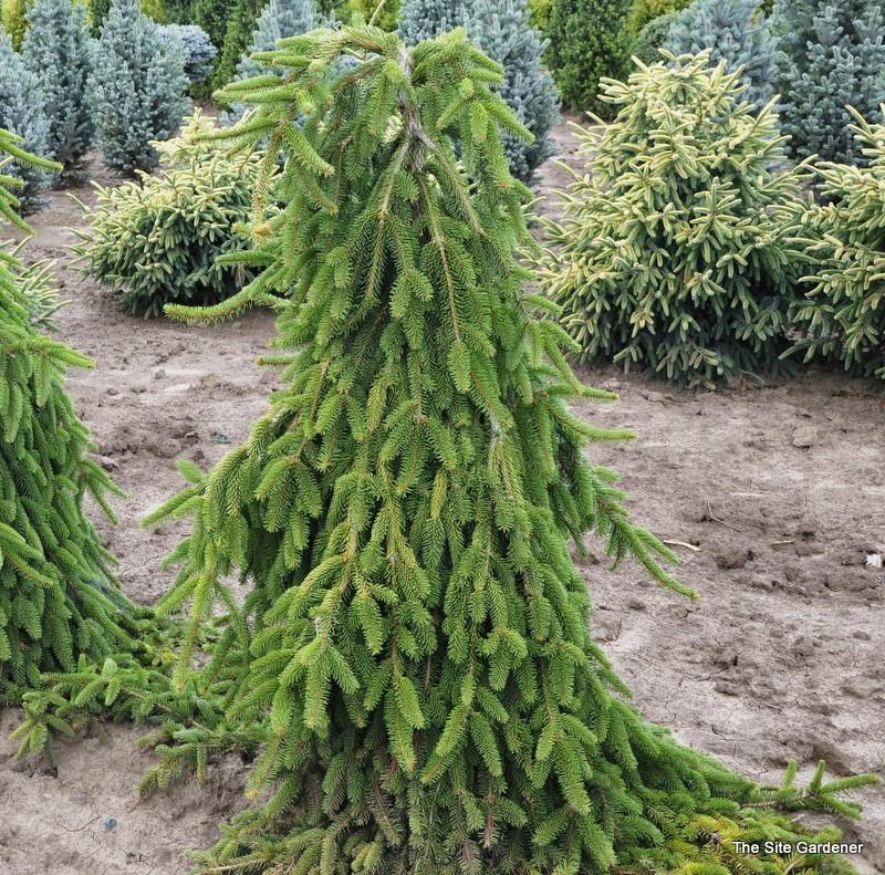 Picea Abies Pendula - View 8 from www redcrocus com