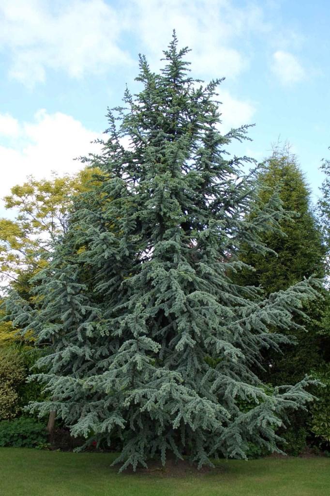 Cedrus Atlantica Glauca - View 11 from www redcrocus com