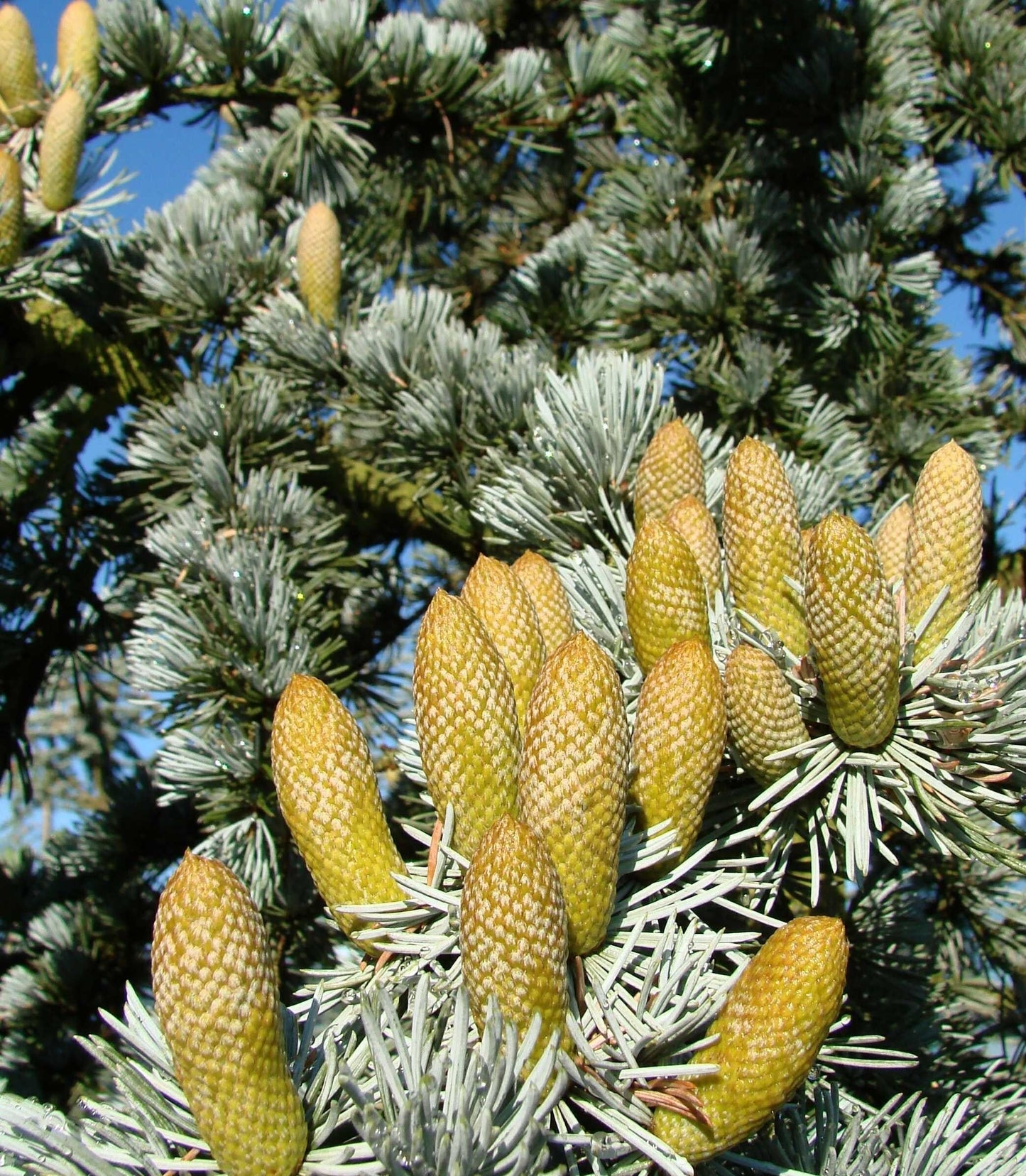 Cedrus Atlantica Glauca - View 12 from www redcrocus com