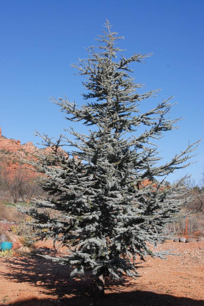 Cedrus Atlantica Glauca - View 13 from www redcrocus com