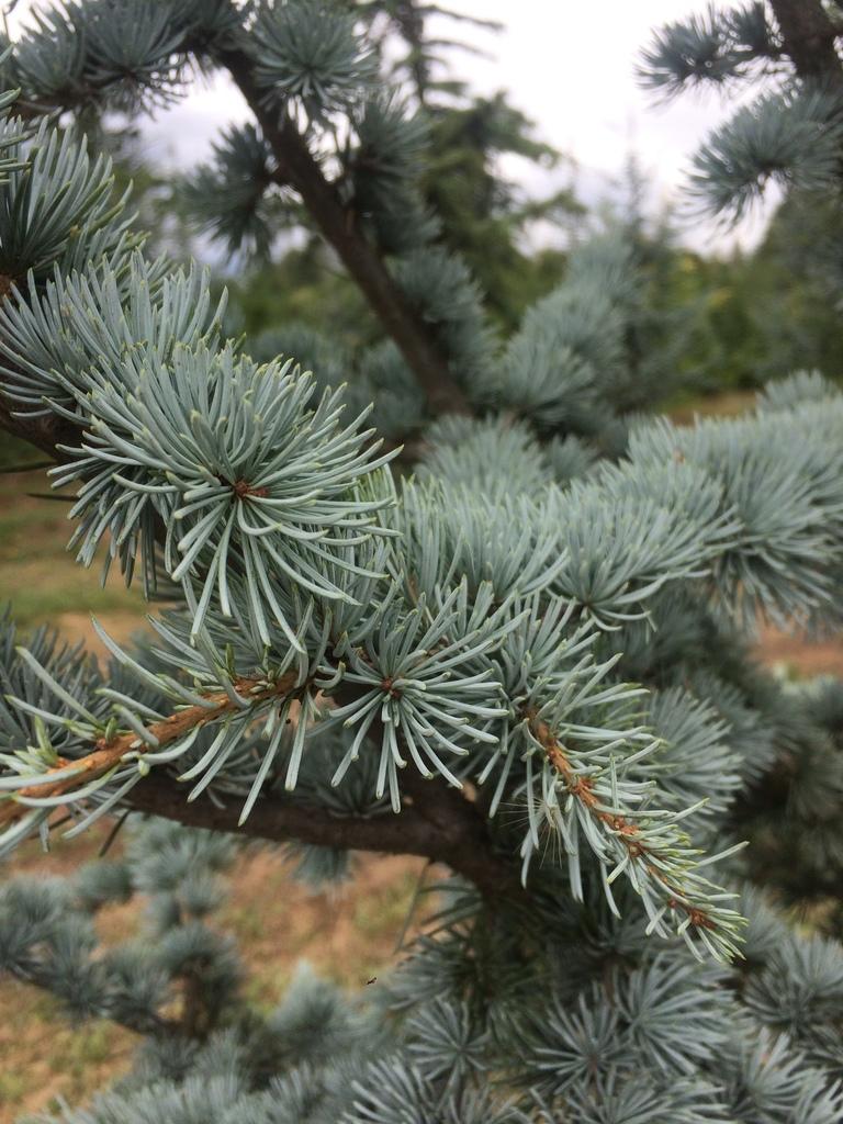 Cedrus Atlantica Glauca - View 14 from www redcrocus com