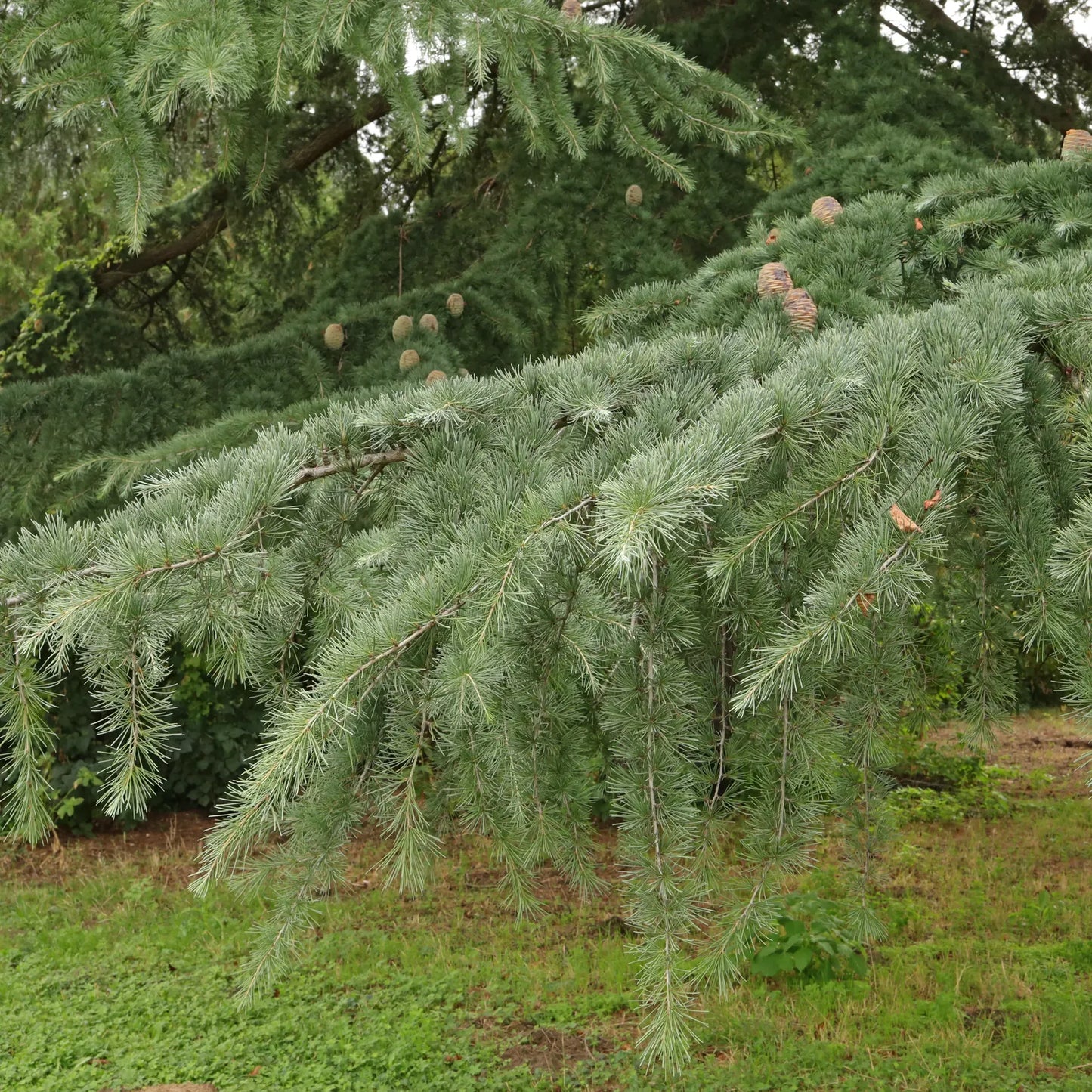 Cedrus Atlantica Glauca - View 16 from www redcrocus com
