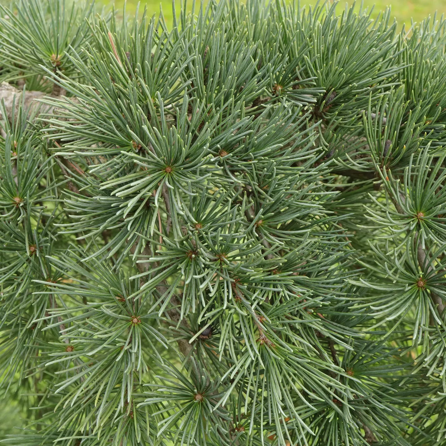 Cedrus Atlantica Glauca - View 17 from www redcrocus com