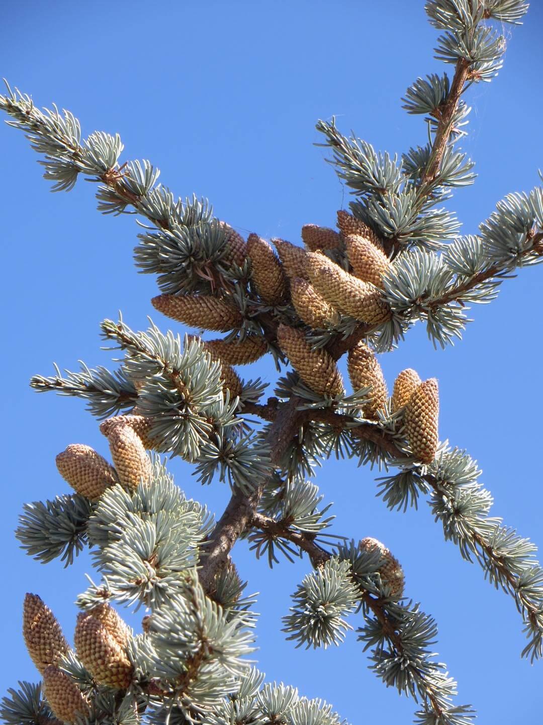 Cedrus Atlantica Glauca - View 17 from www redcrocus com