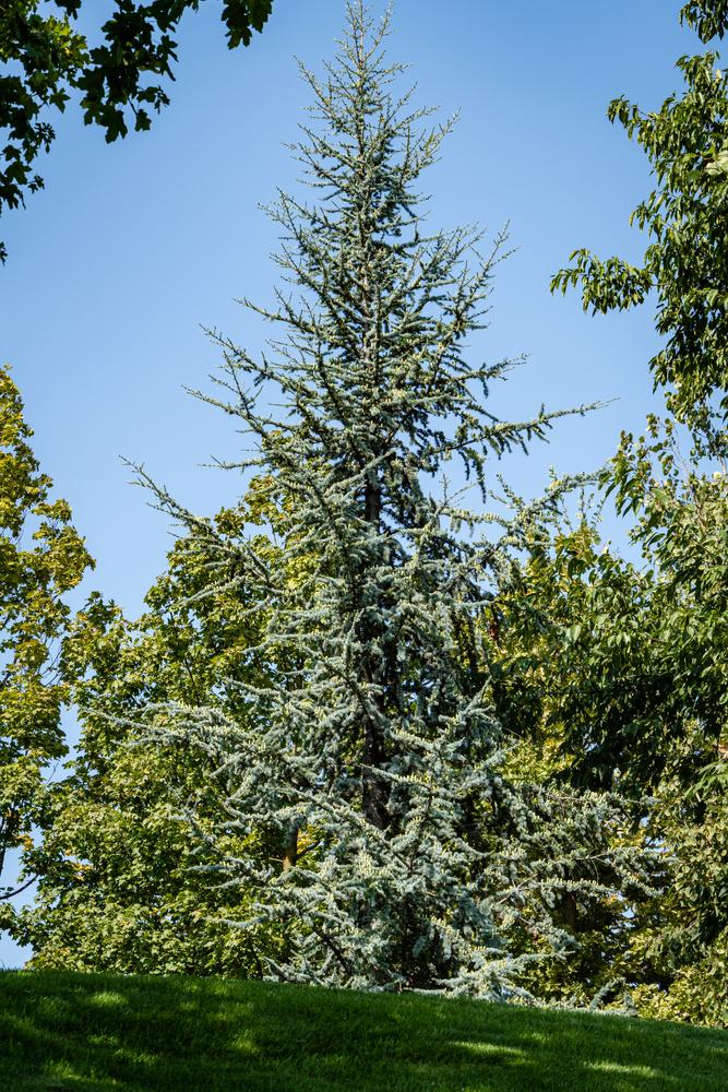 Cedrus Atlantica Glauca - View 18 from www redcrocus com