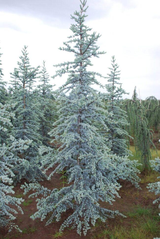 Cedrus Atlantica Glauca - View 19 from www redcrocus com