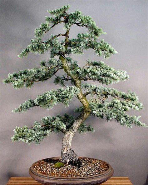 Cedrus Atlantica Glauca - View 1 from www redcrocus com