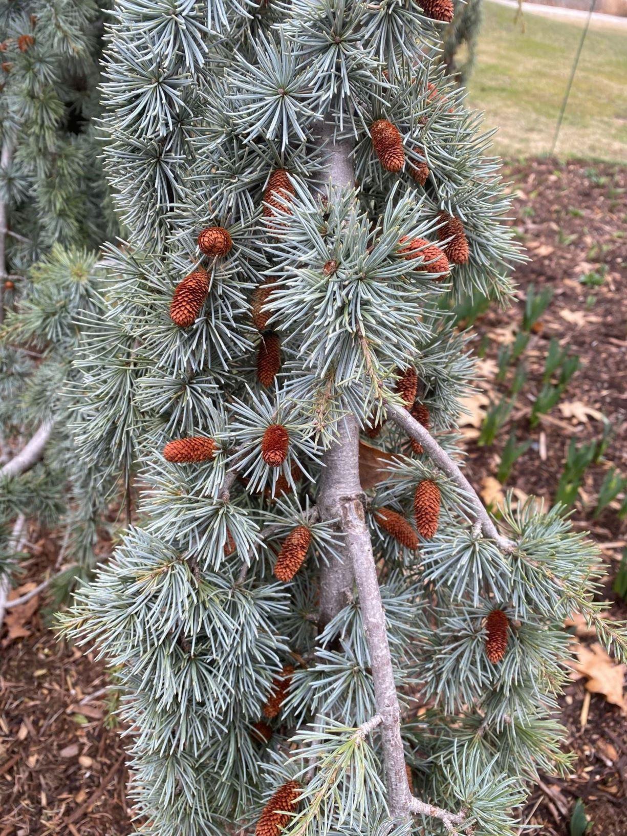 Cedrus Atlantica Glauca - View 20 from www redcrocus com