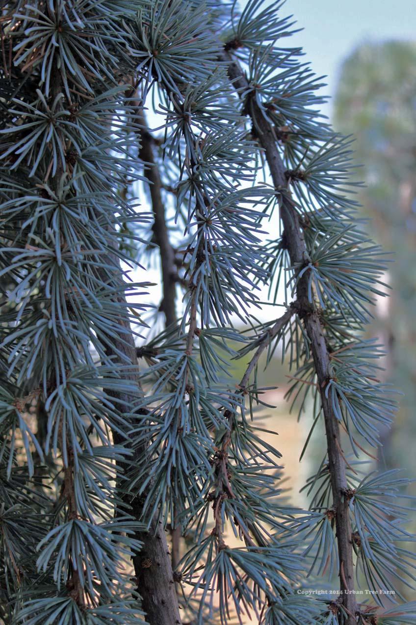 Cedrus Atlantica Glauca - View 22 from www redcrocus com