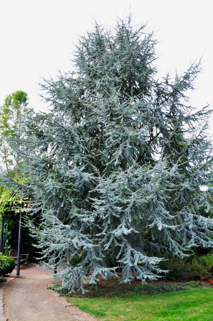 Cedrus Atlantica Glauca - View 2 from www redcrocus com