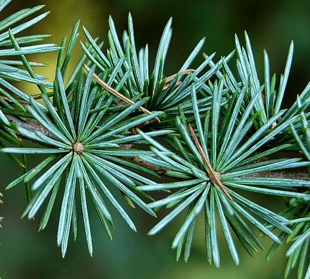 Cedrus Atlantica Glauca - View 3 from www redcrocus com