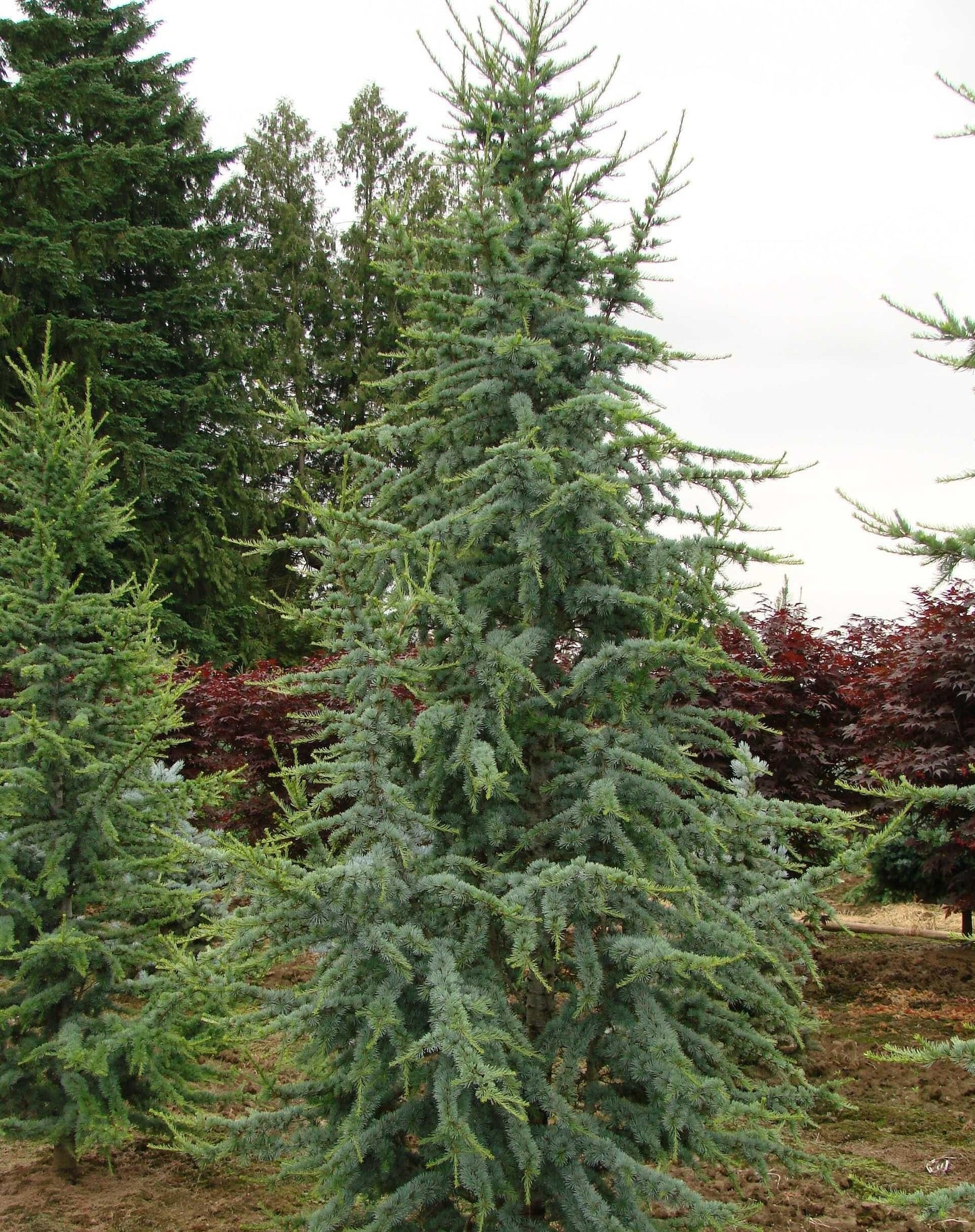Cedrus Atlantica Glauca - View 4 from www redcrocus com