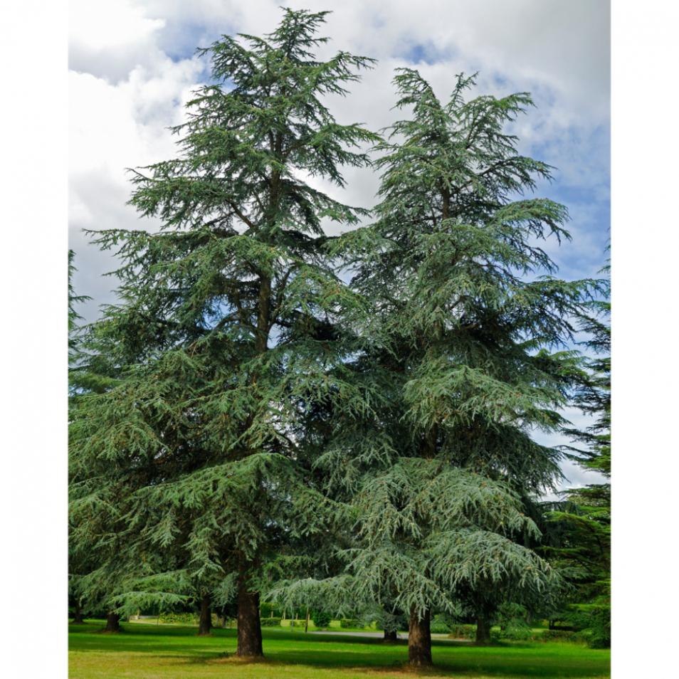 Cedrus Atlantica Glauca - View 5 from www redcrocus com