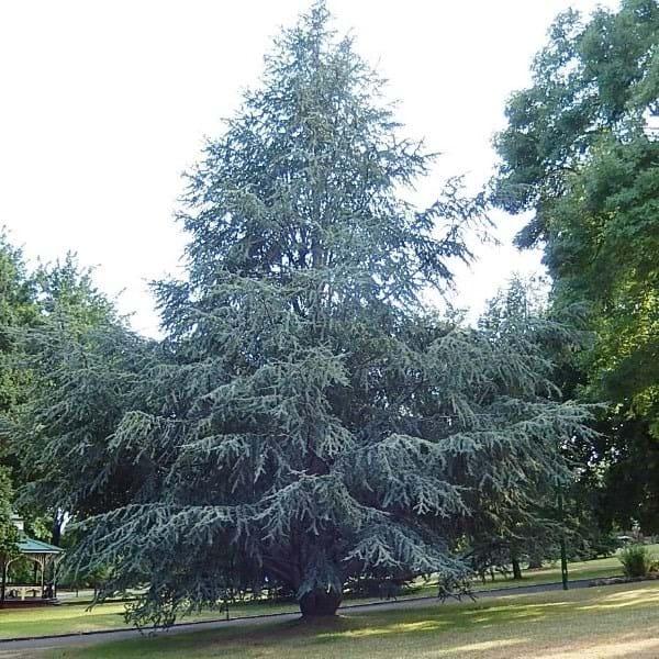Cedrus Atlantica Glauca - View 6 from www redcrocus com