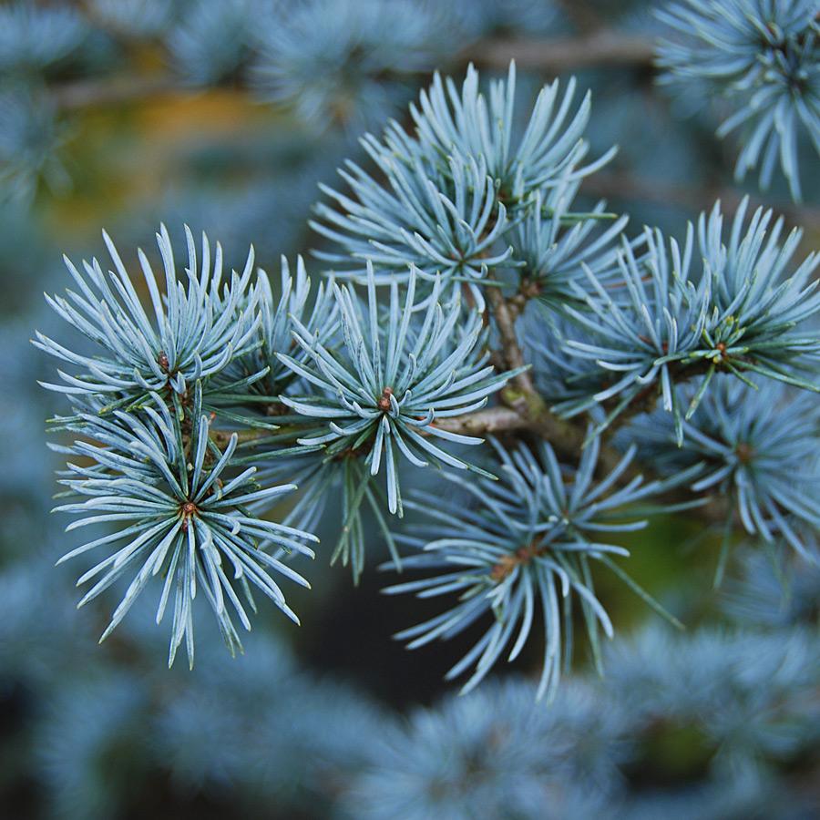 Cedrus Atlantica Glauca - View 9 from www redcrocus com