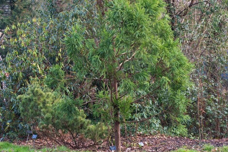 Cryptomeria Japonica Yoshino - View 12 from www redcrocus com
