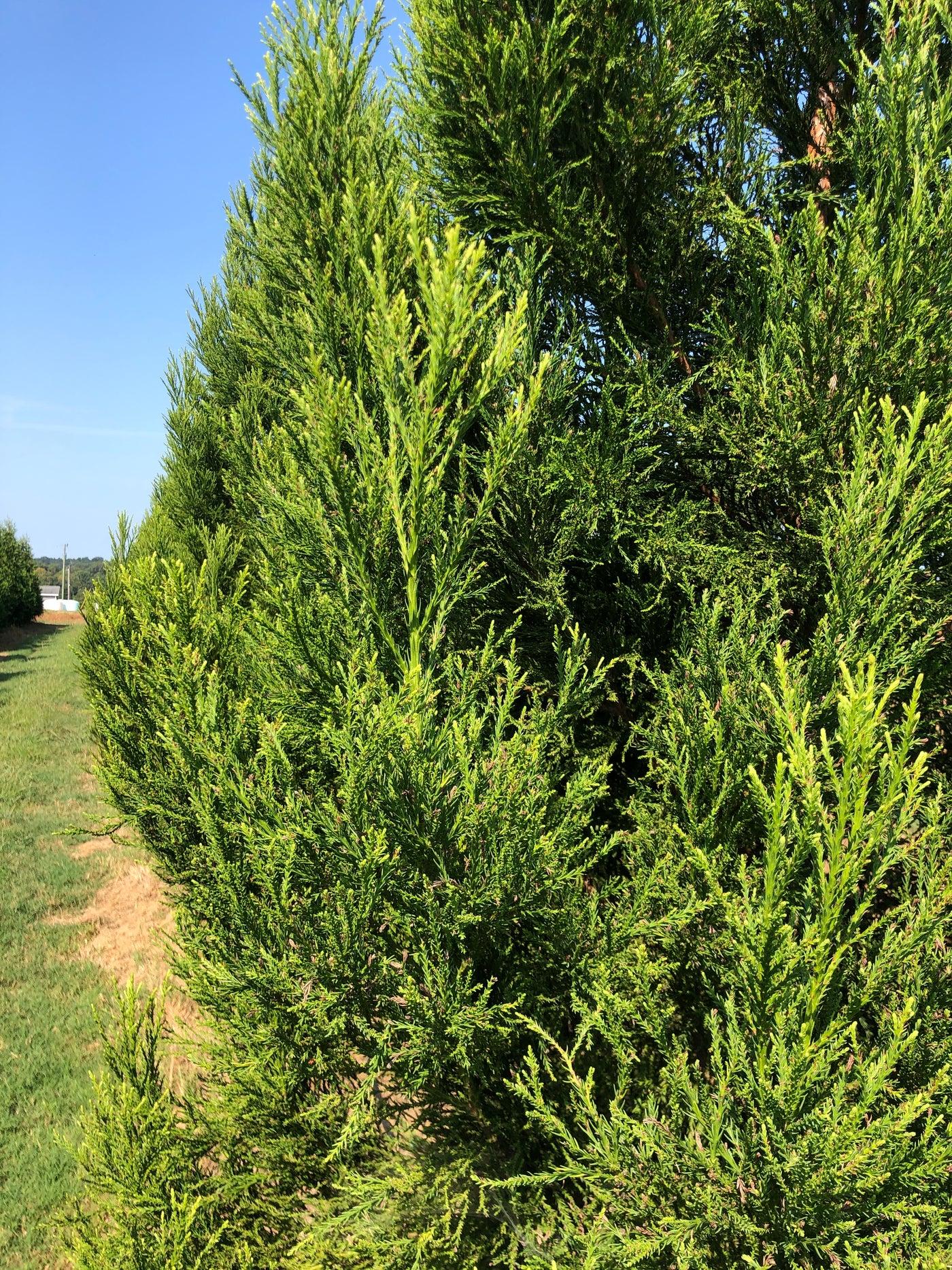 Cryptomeria Japonica Yoshino - View 9 from www redcrocus com