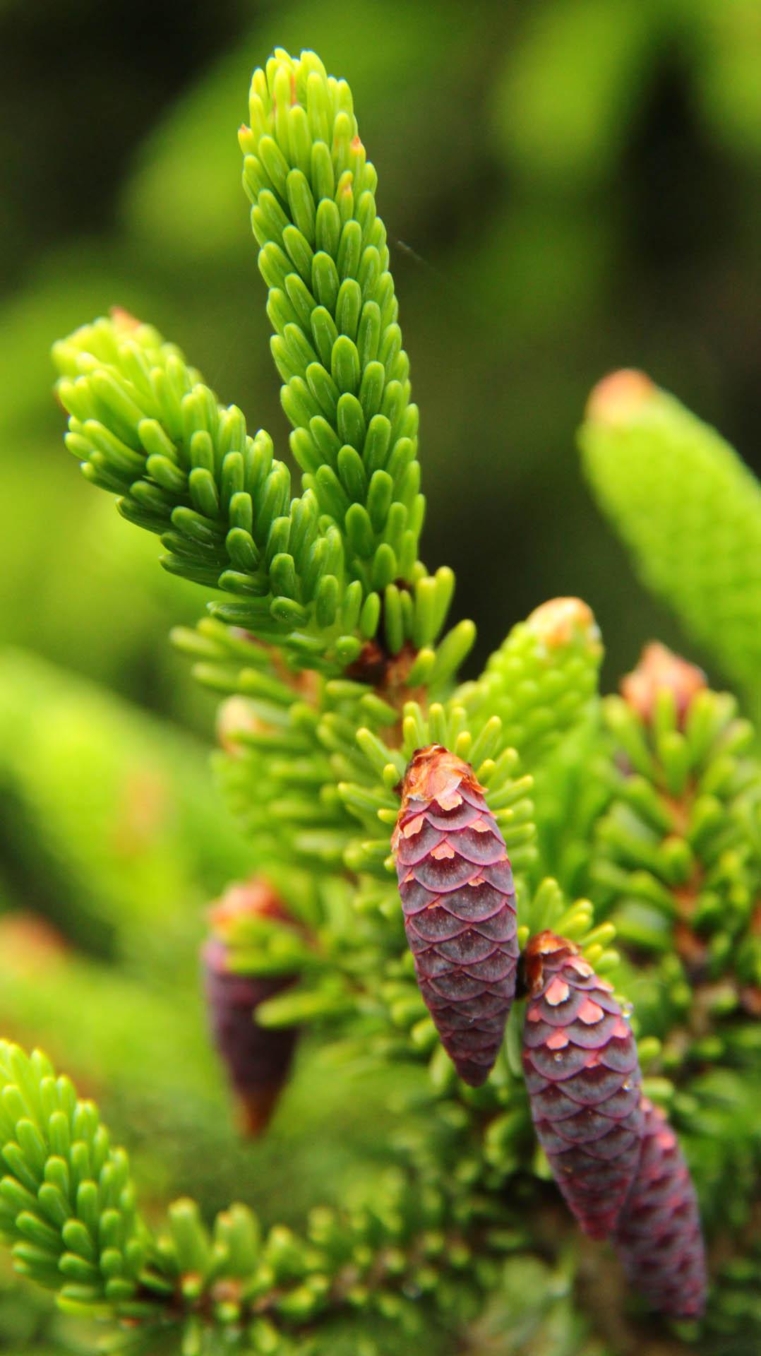 Picea Orientalis - View 14 from www redcrocus com