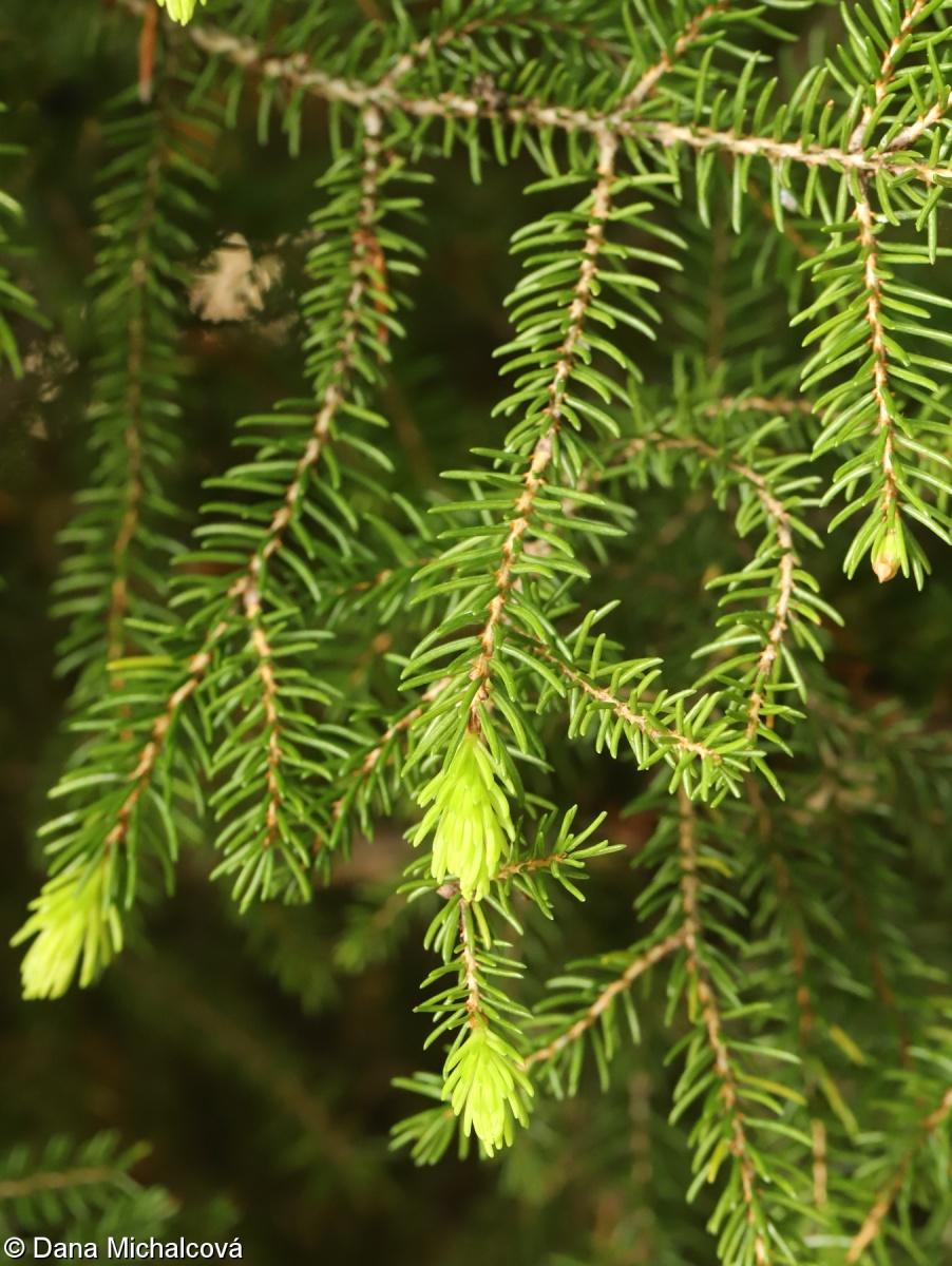 Picea Orientalis - View 15 from www redcrocus com