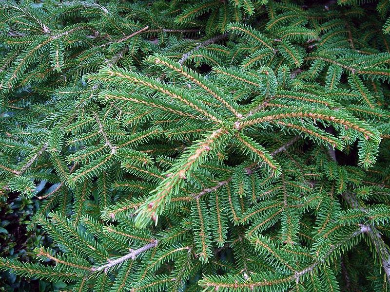 Picea Orientalis - View 18 from www redcrocus com