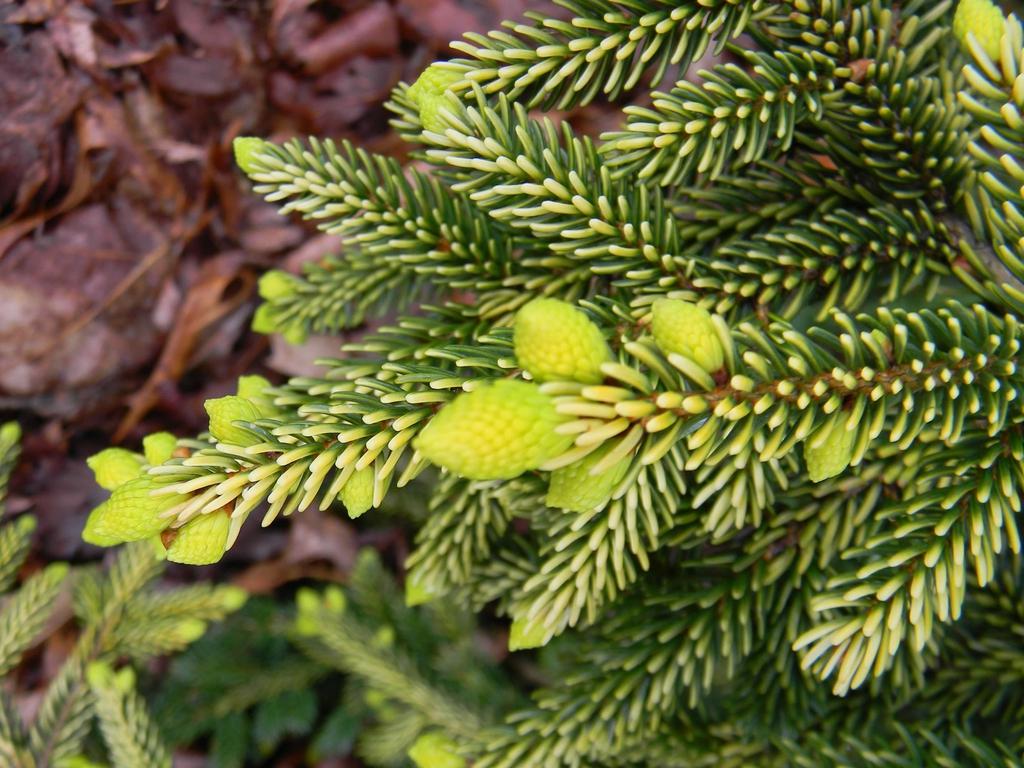 Picea Orientalis - View 19 from www redcrocus com