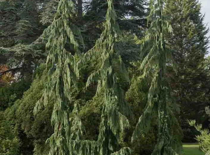 Chamaecyparis Nootkatensis Green Arrow - View 13 from www redcrocus com