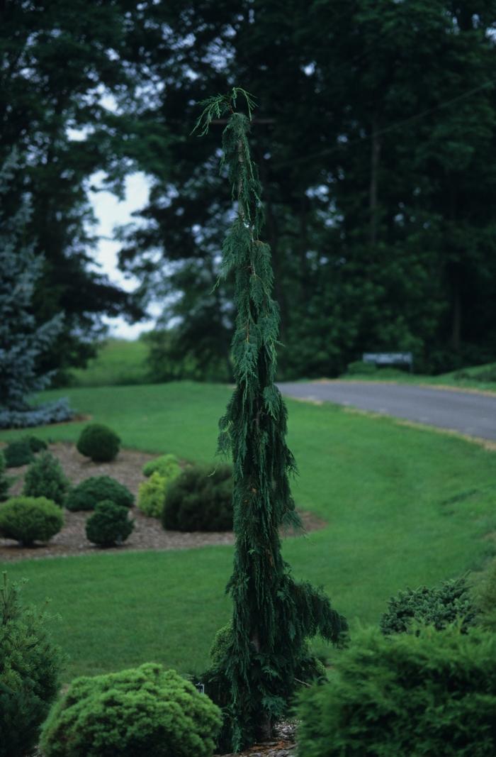 Chamaecyparis Nootkatensis Green Arrow - View 15 from www redcrocus com