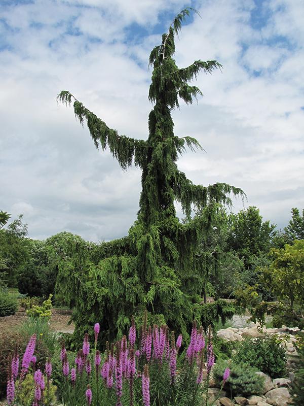 Chamaecyparis Nootkatensis Green Arrow - View 2 from www redcrocus com