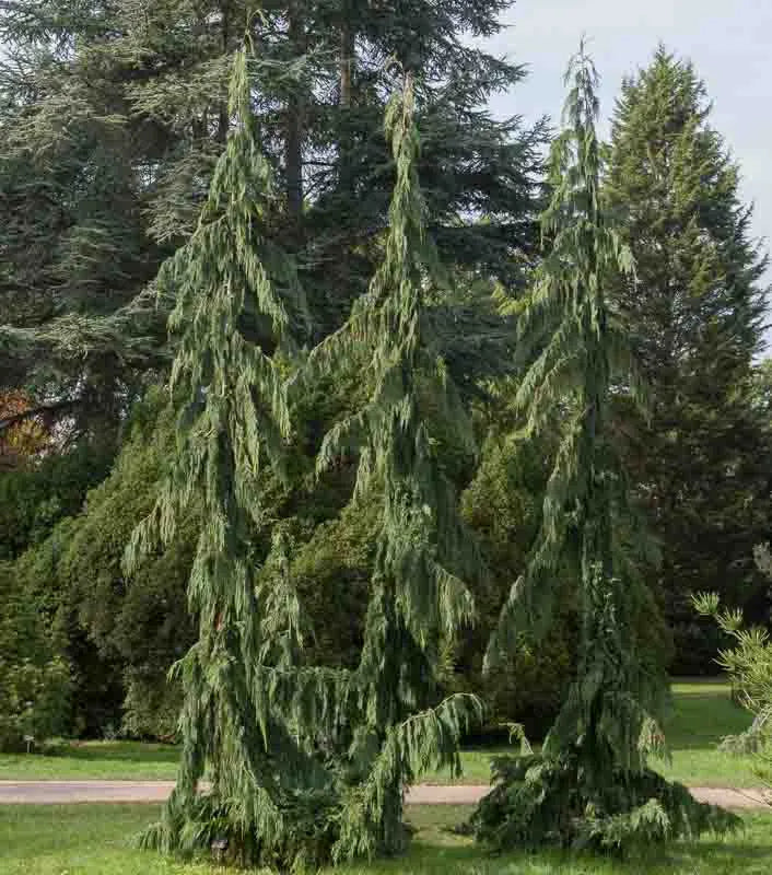 Chamaecyparis Nootkatensis Green Arrow - View 3 from www redcrocus com