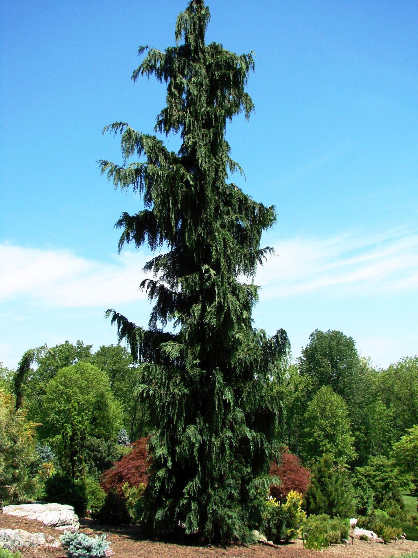 Chamaecyparis Nootkatensis Green Arrow - View 5 from www redcrocus com