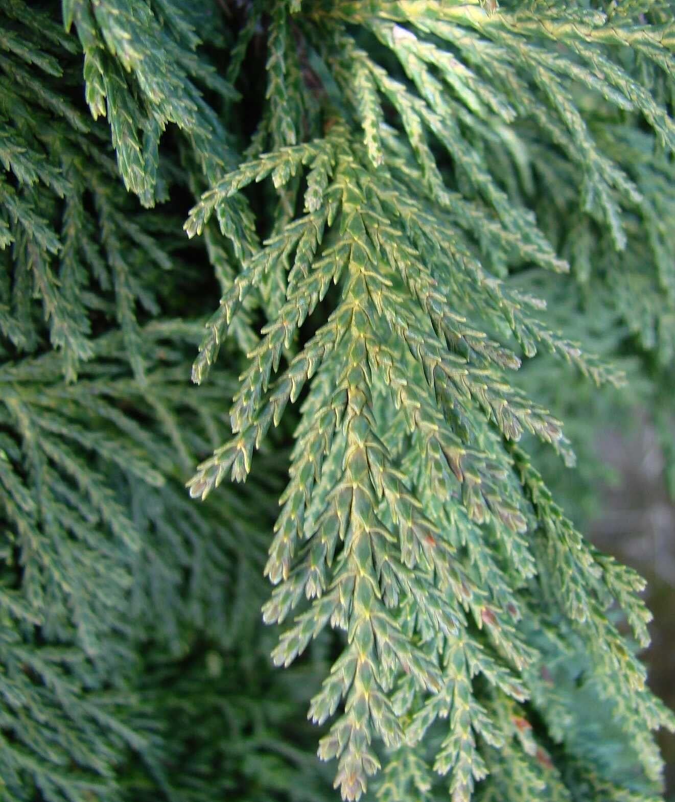Chamaecyparis Nootkatensis Green Arrow - View 6 from www redcrocus com
