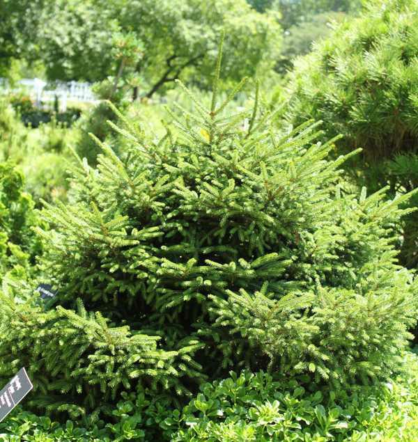Picea Orientalis Nigra Compacta - View 11 from www redcrocus com
